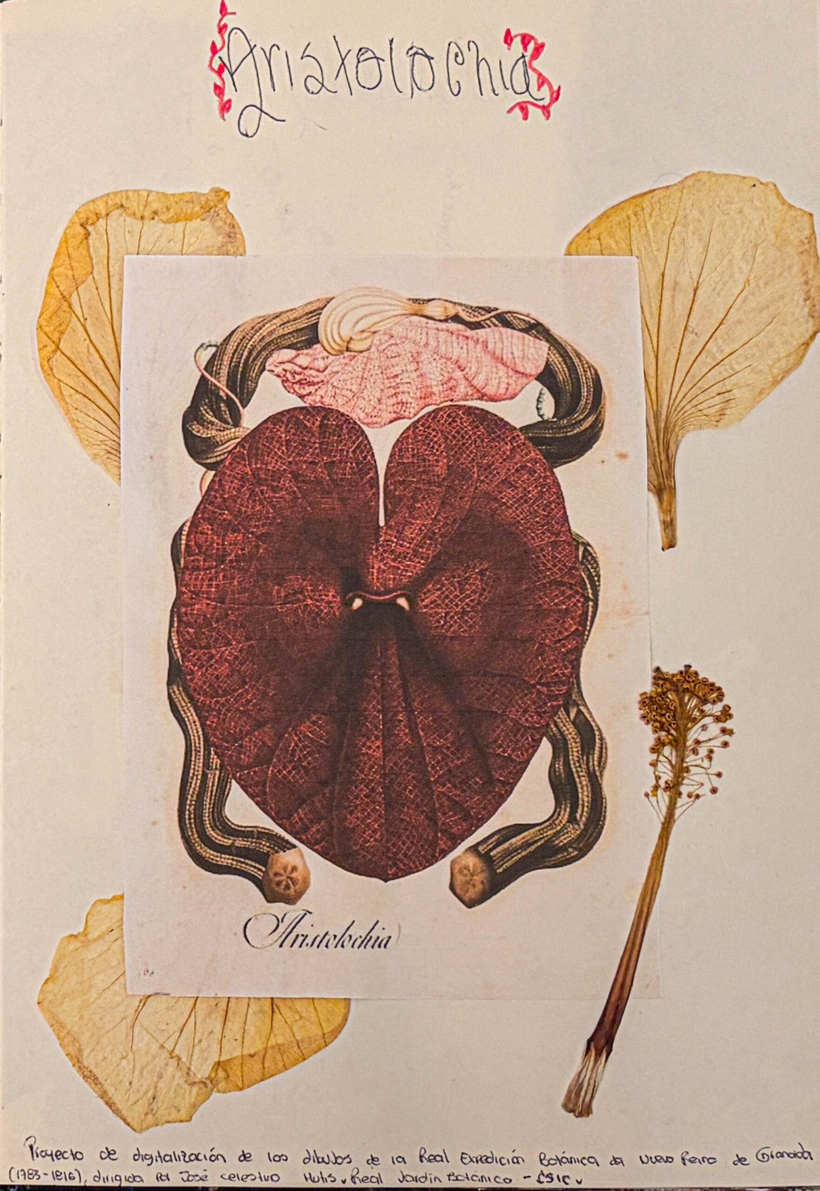 Lámina botánica de Aristolochia