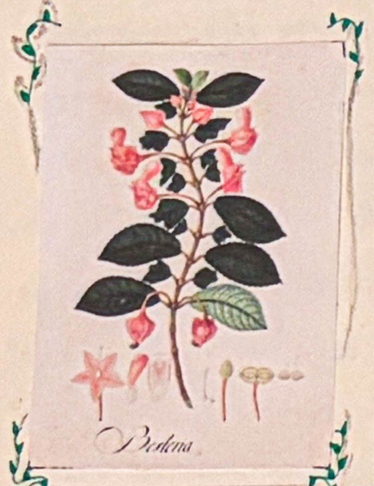 Lámina botánica de Besleria