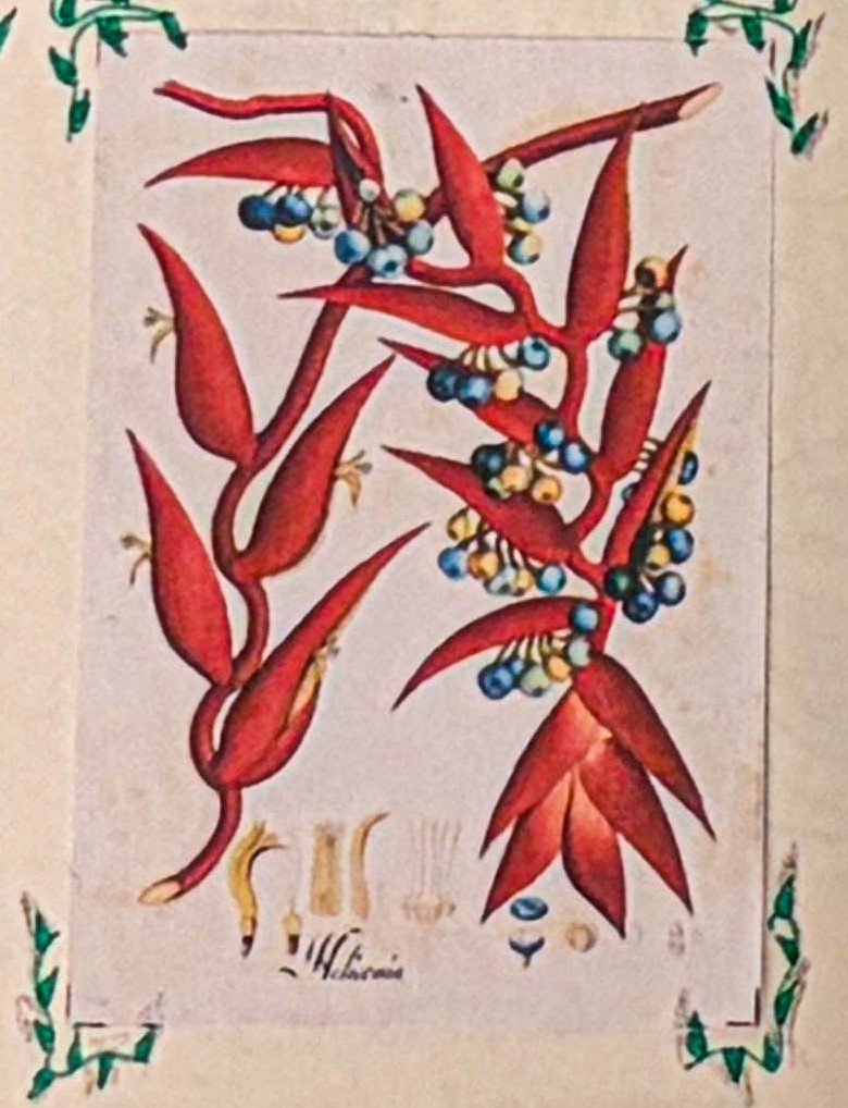 Lámina botánica de Heliconia